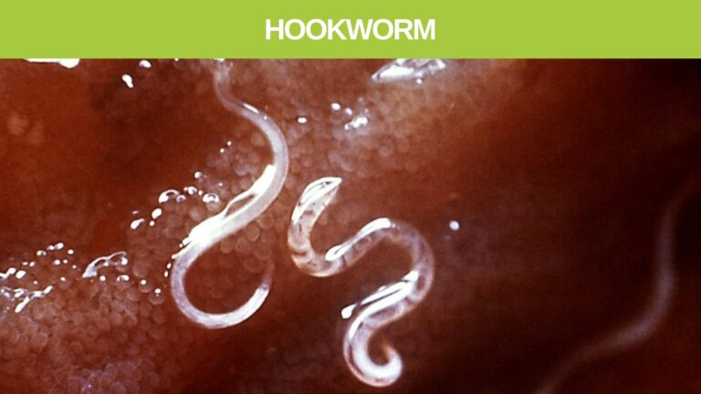 hookworm Parasite in humans