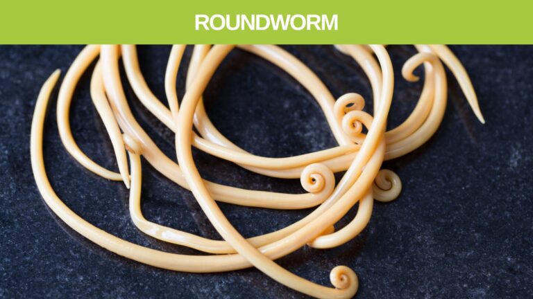 roundworm parasite in humans