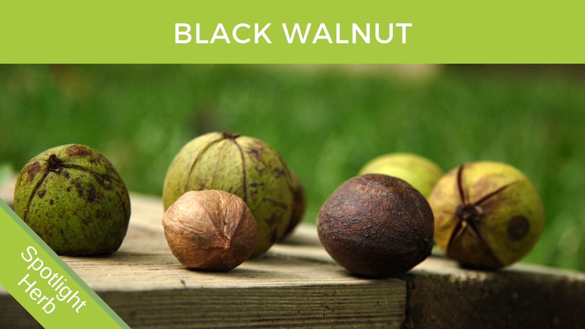 Black Walnut