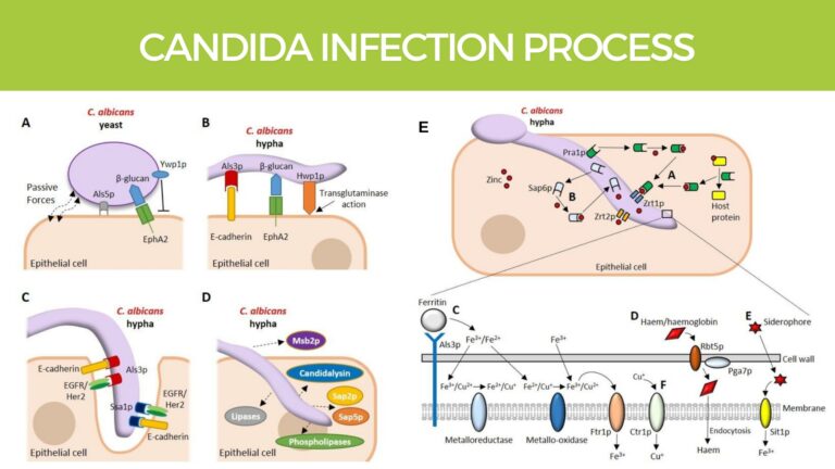 Candida Infection Process