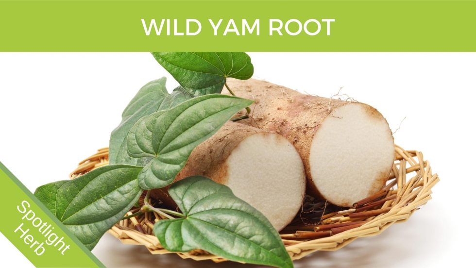 Wild Yam (Dioscorea Villosa) Herbal Monograph