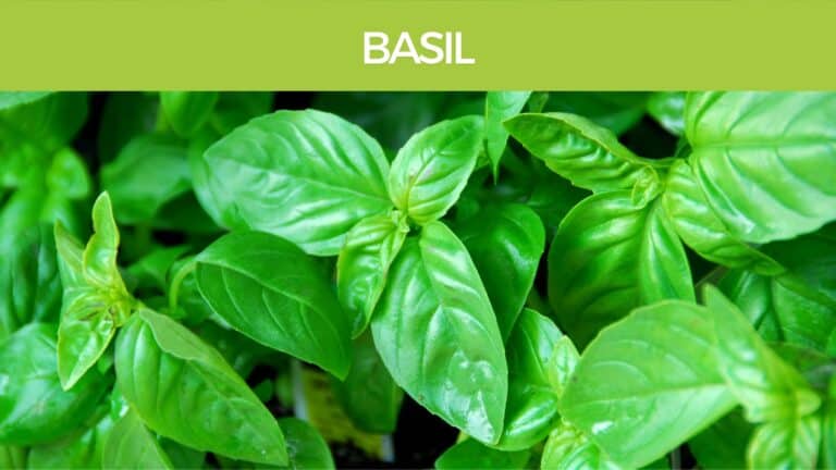 Basil