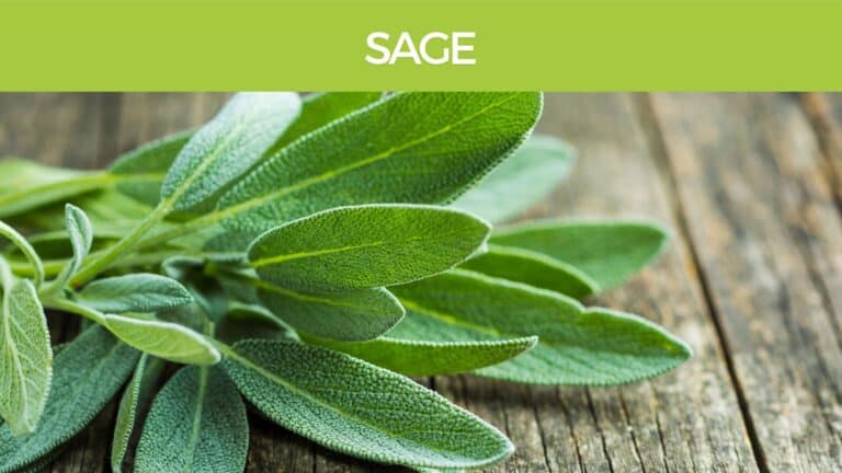 Sage