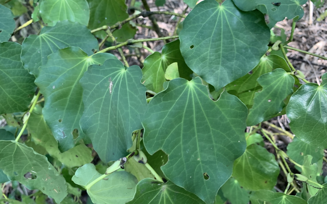 Kawakawa – Making Herbal Tea at Home | Brett Elliott