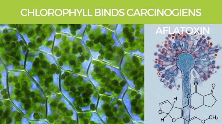 Chlorophyll Binds Carcinogiens